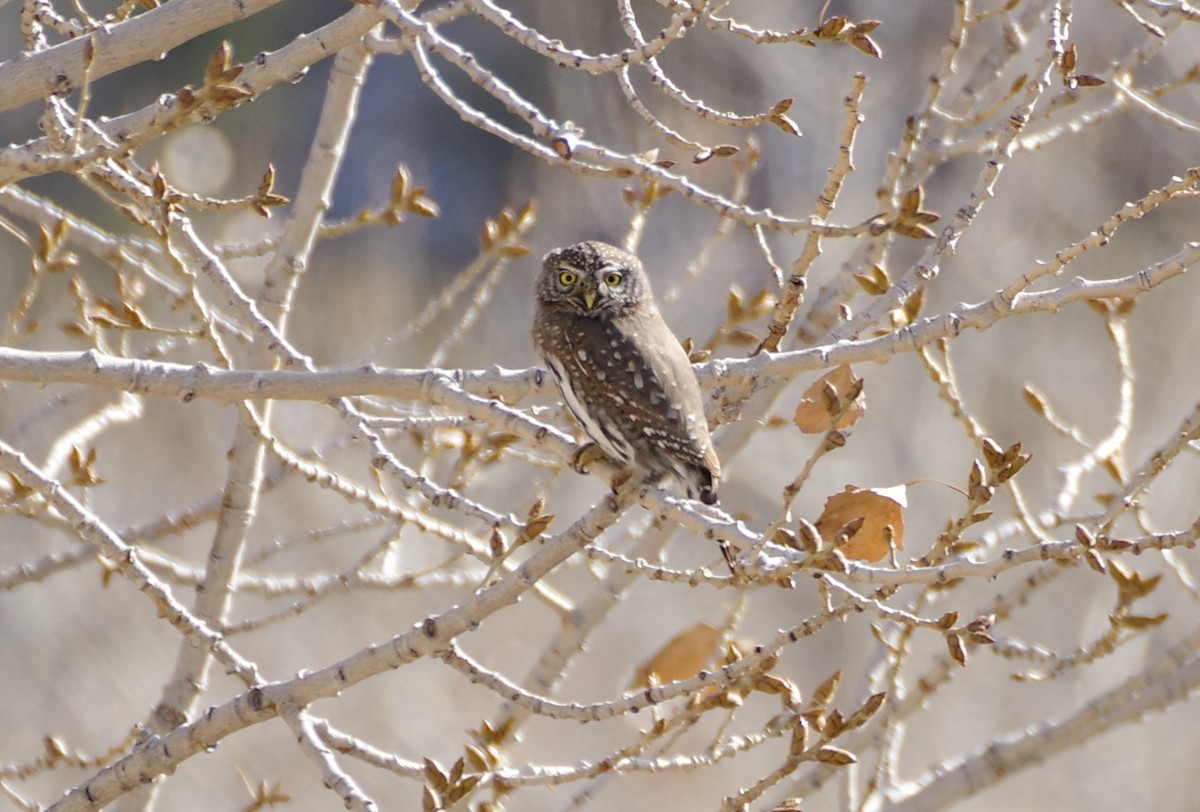 kulíšek mexický - ML647112174