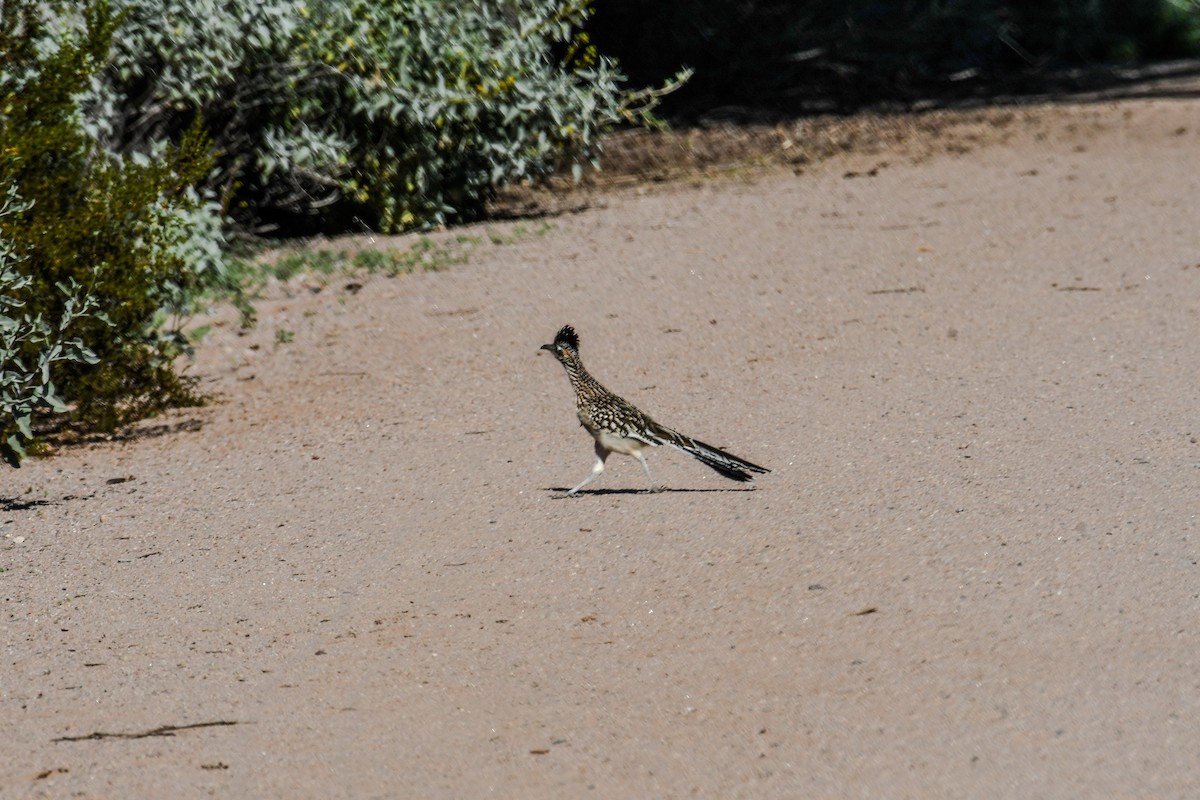 Greater Roadrunner - ML647112176
