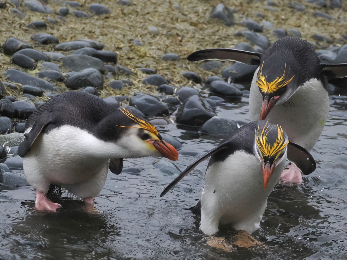 Royal Penguin - ML647112178