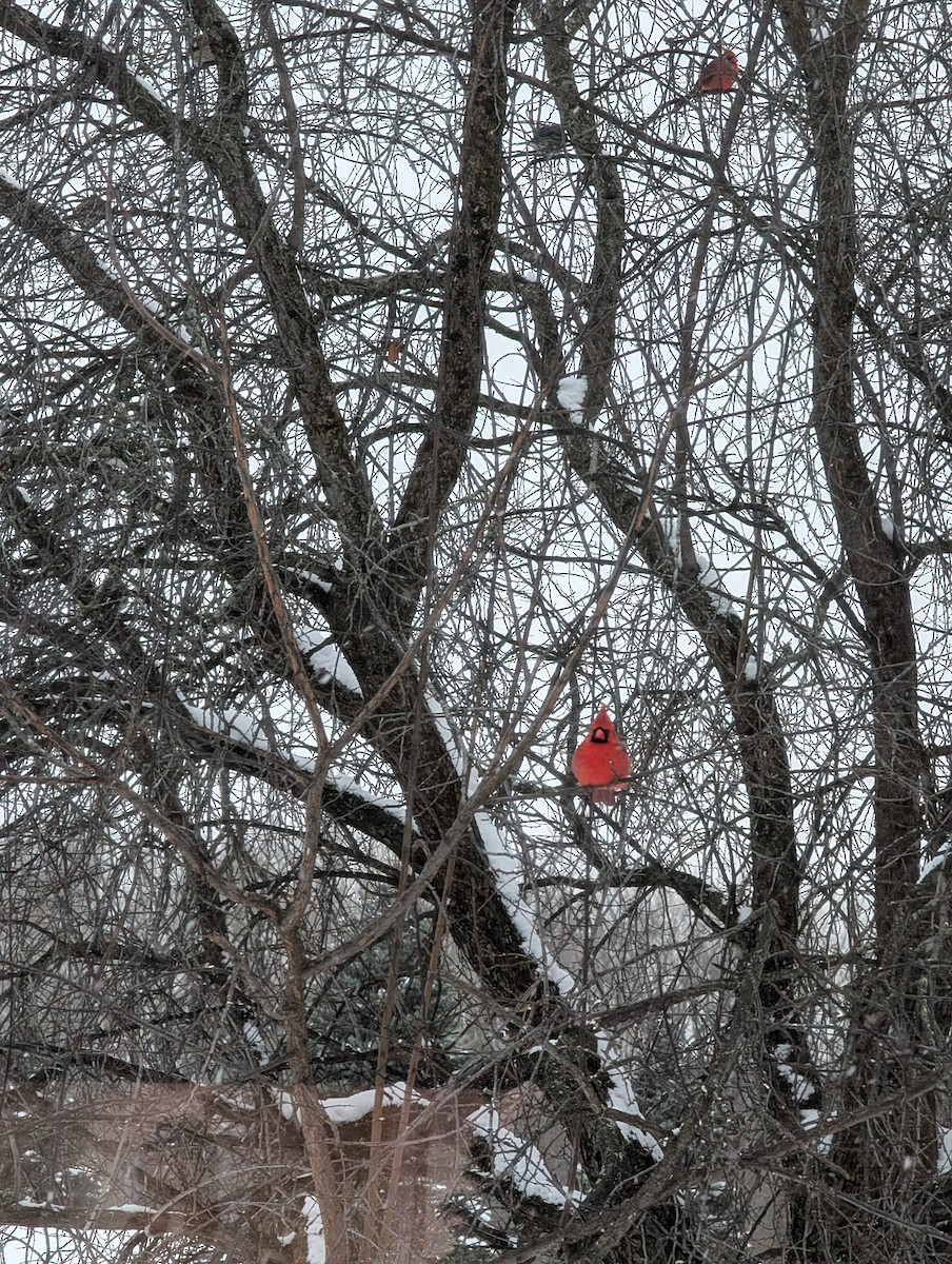 Northern Cardinal - ML647112179