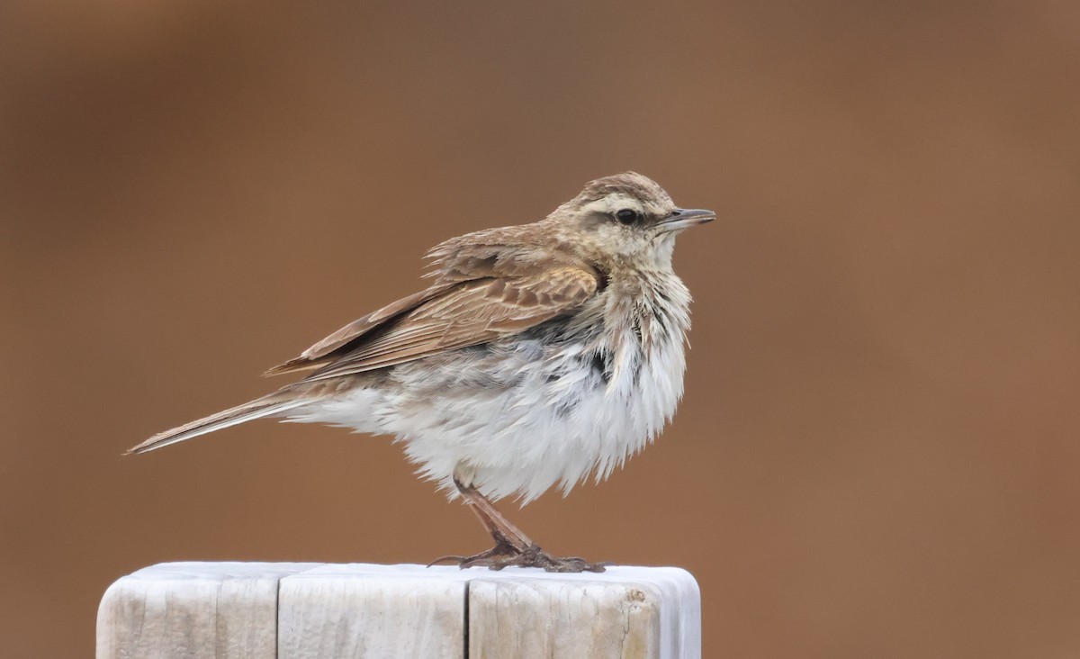 Щеврик новозеландський - ML647112180