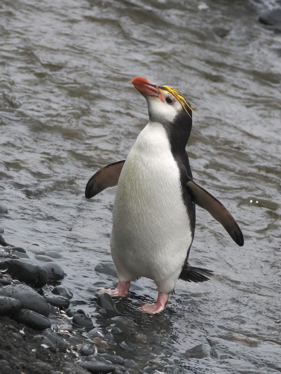 Royal Penguin - ML647112182