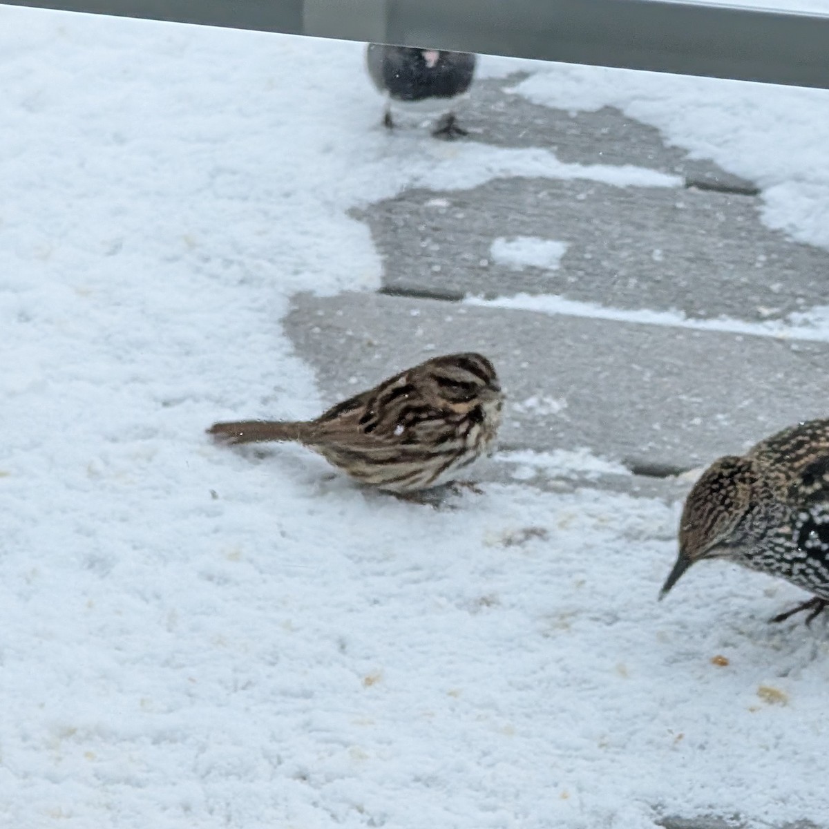 Song Sparrow - ML647112183