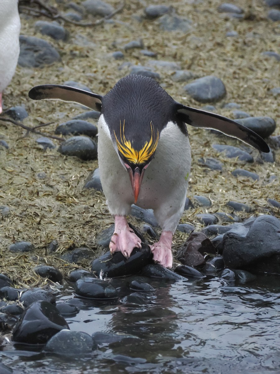 Royal Penguin - ML647112184