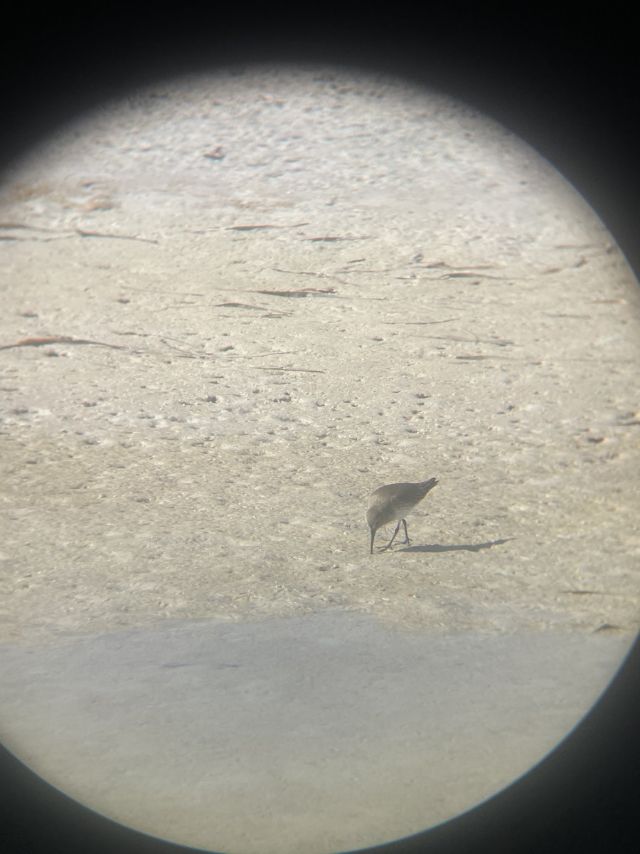 Alpenstrandläufer - ML647112185