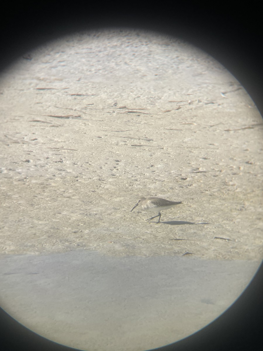 Alpenstrandläufer - ML647112186