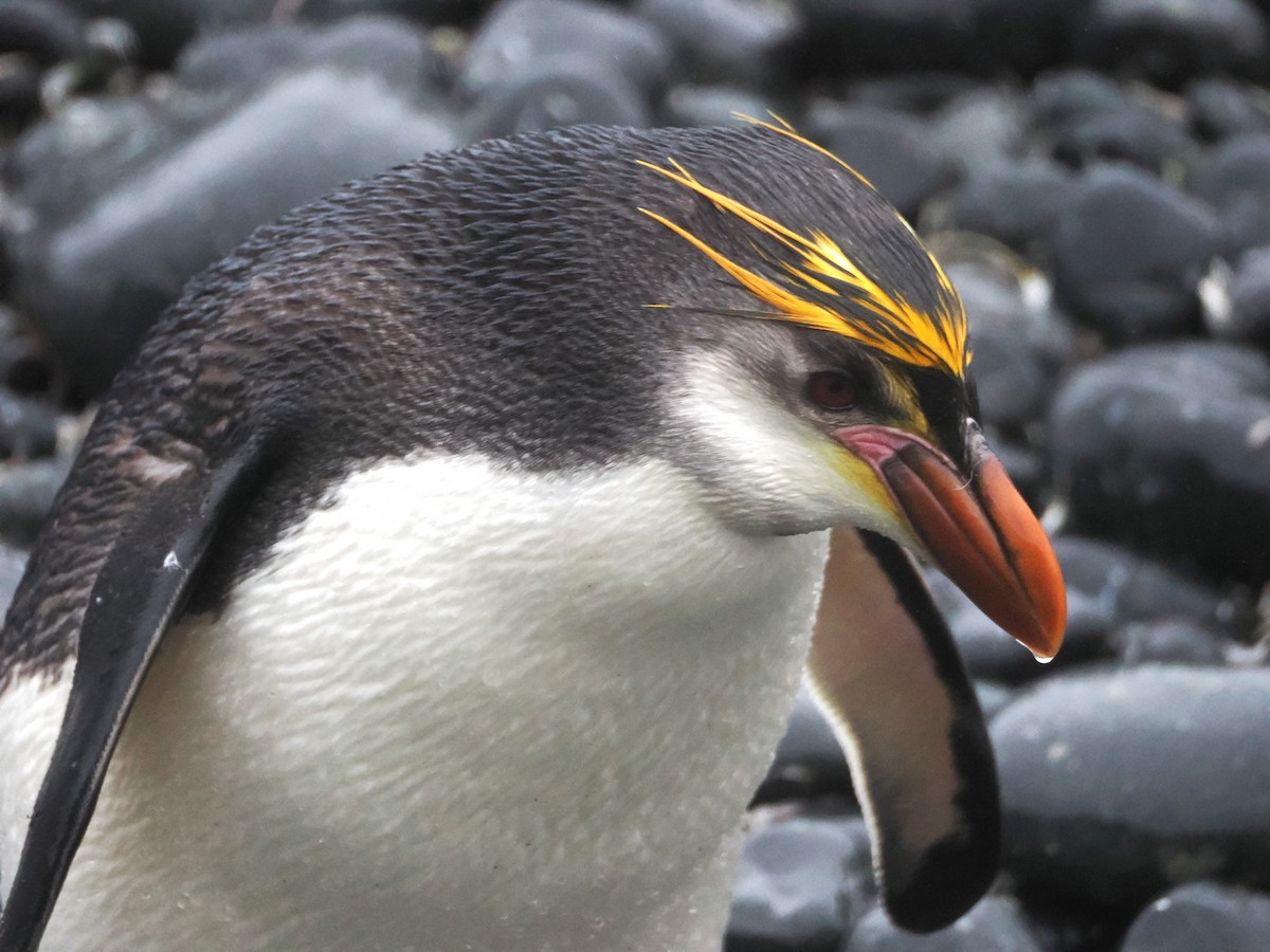 Royal Penguin - ML647112187