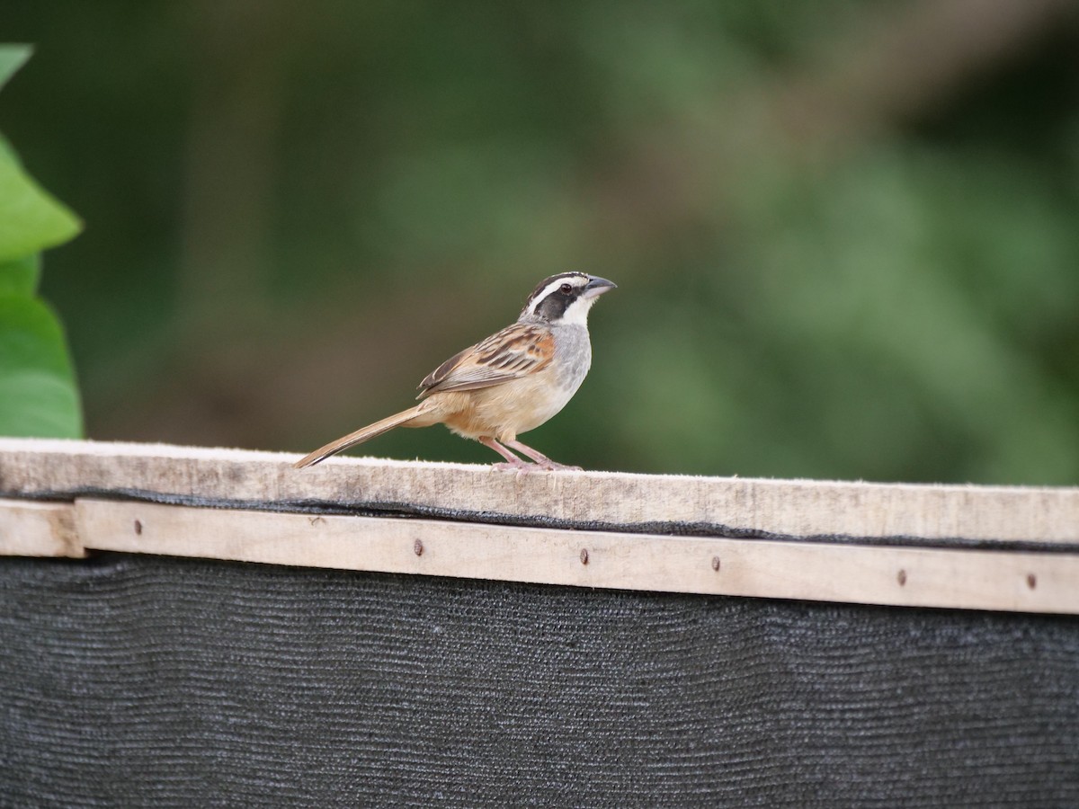 Stripe-headed Sparrow - ML647112188