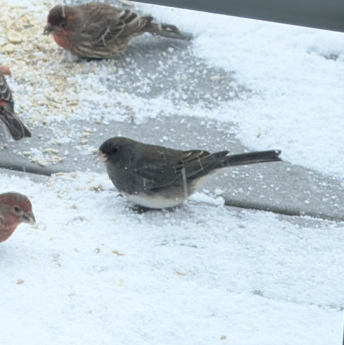 Dark-eyed Junco - ML647112189