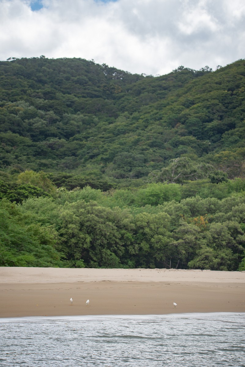 לבנית אמריקנית - ML647112190