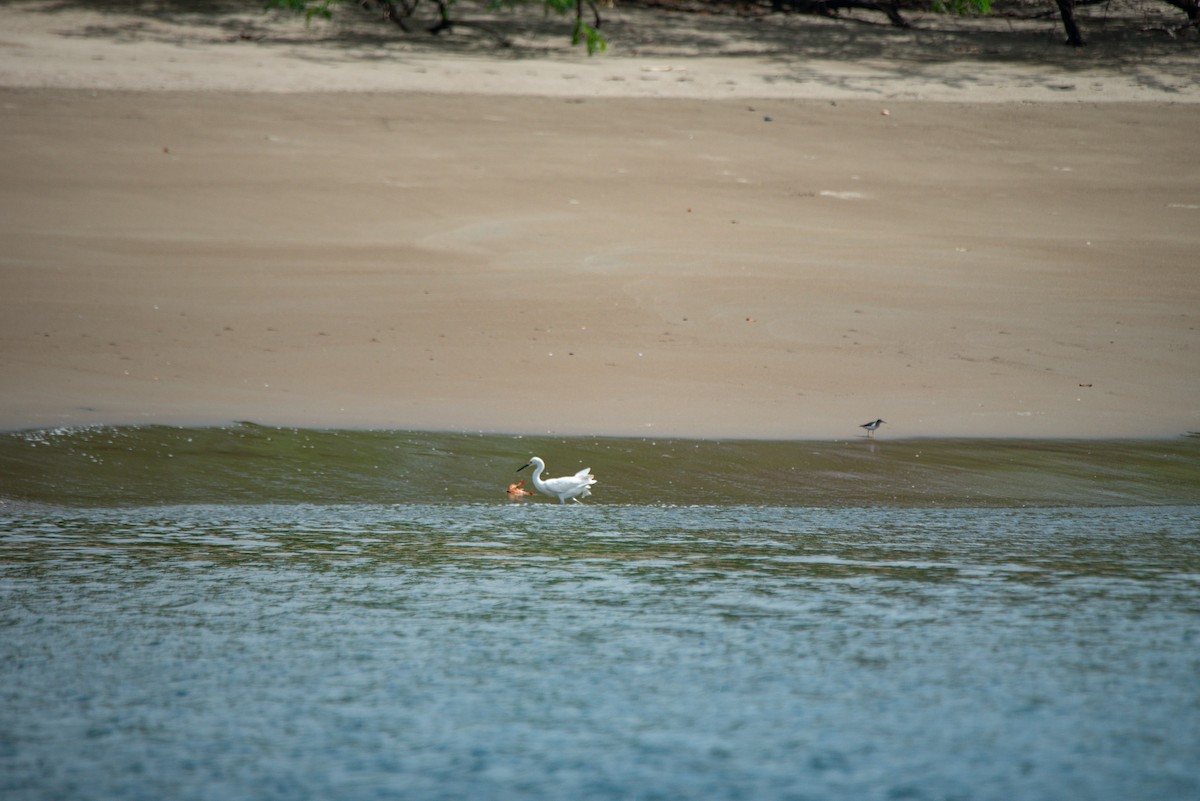 לבנית אמריקנית - ML647112191