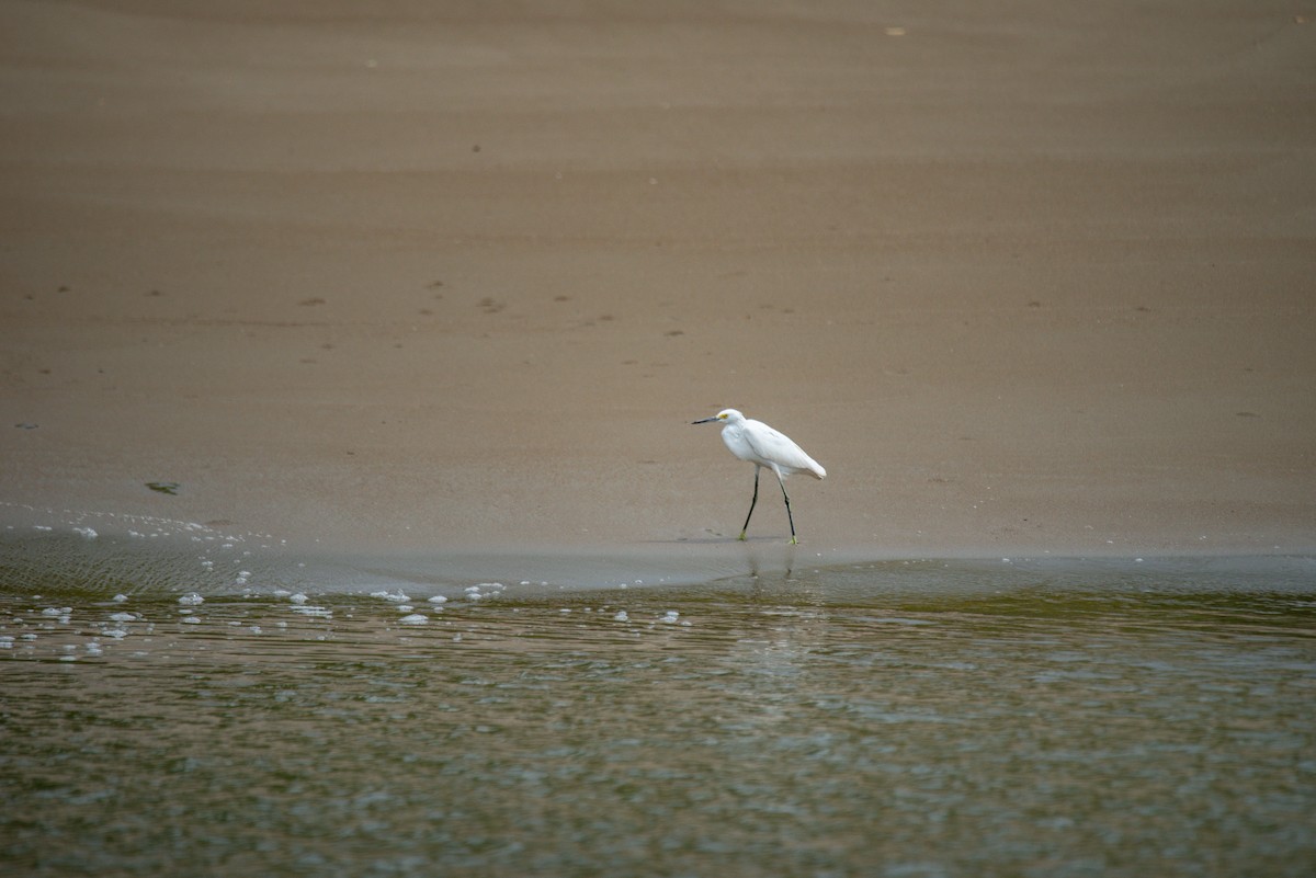לבנית אמריקנית - ML647112192