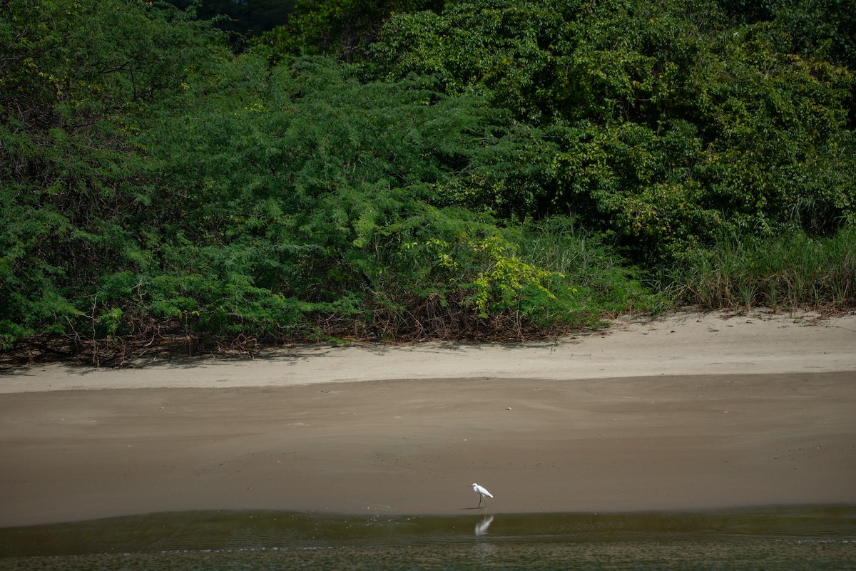 לבנית אמריקנית - ML647112193