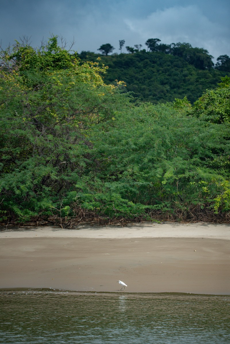 לבנית אמריקנית - ML647112194