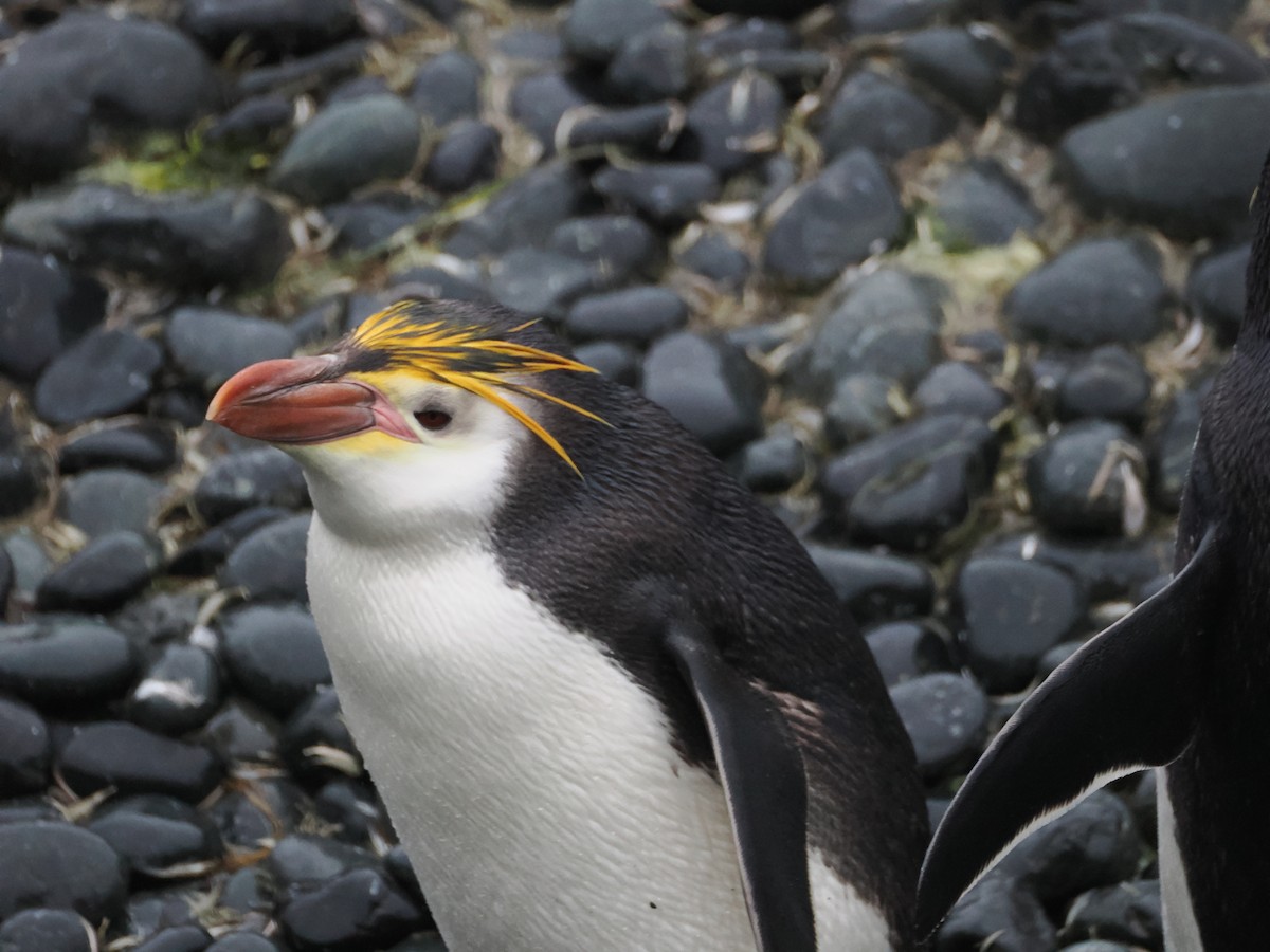 Royal Penguin - ML647112195