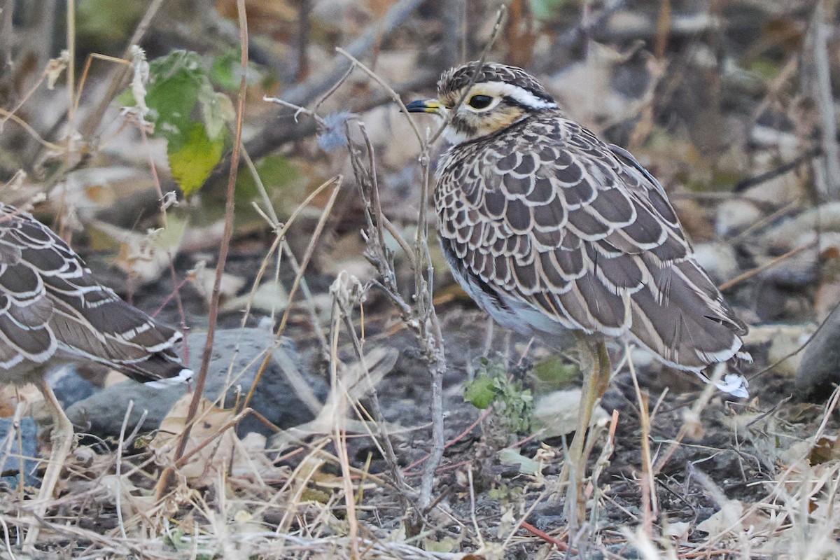 Three-banded Courser - ML647112196