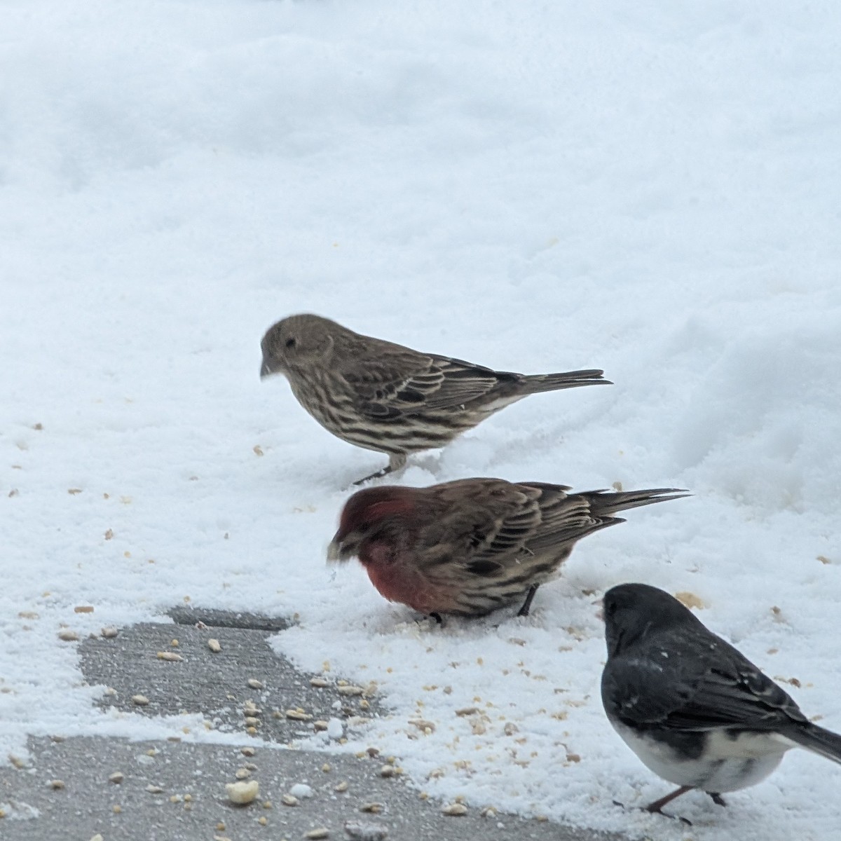 House Finch - ML647112197