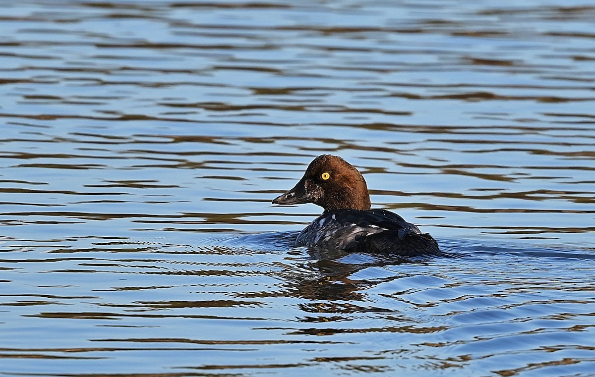 עבראש ירוק - ML647112198