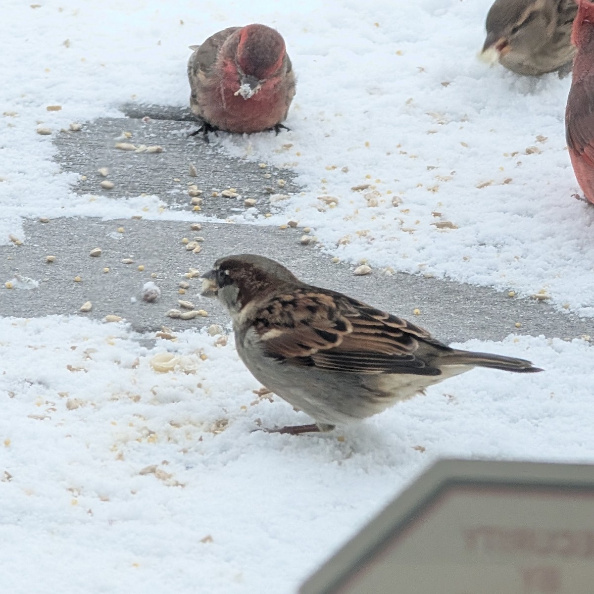 דרור הבית - ML647112200