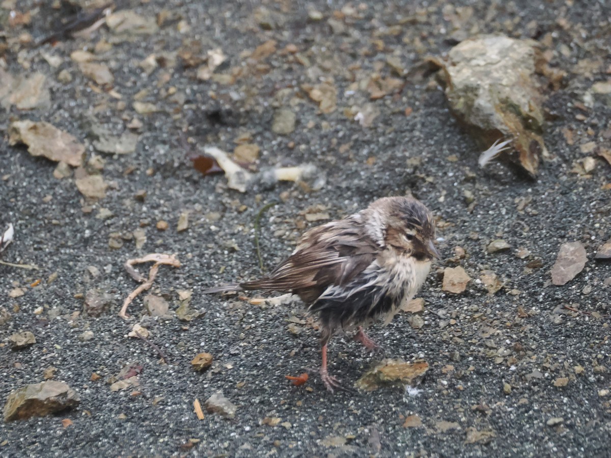 תפוחית שחורת-סנטר (מערב אירופית) - ML647112201