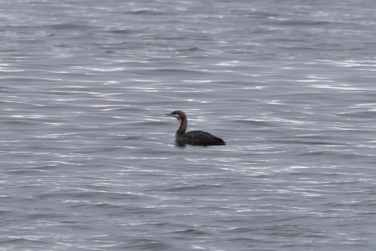 צוללן צפוני - ML647112202