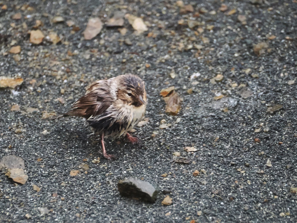 תפוחית שחורת-סנטר (מערב אירופית) - ML647112203