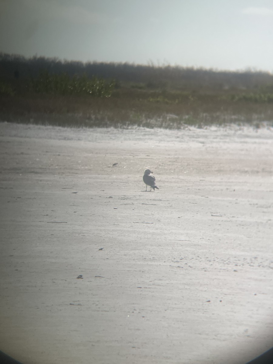 שחף עקוד-מקור - ML647112204