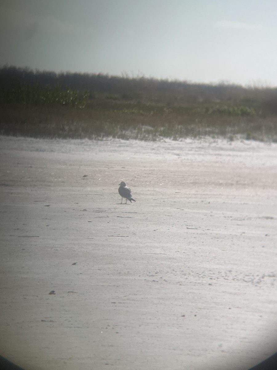 שחף עקוד-מקור - ML647112205