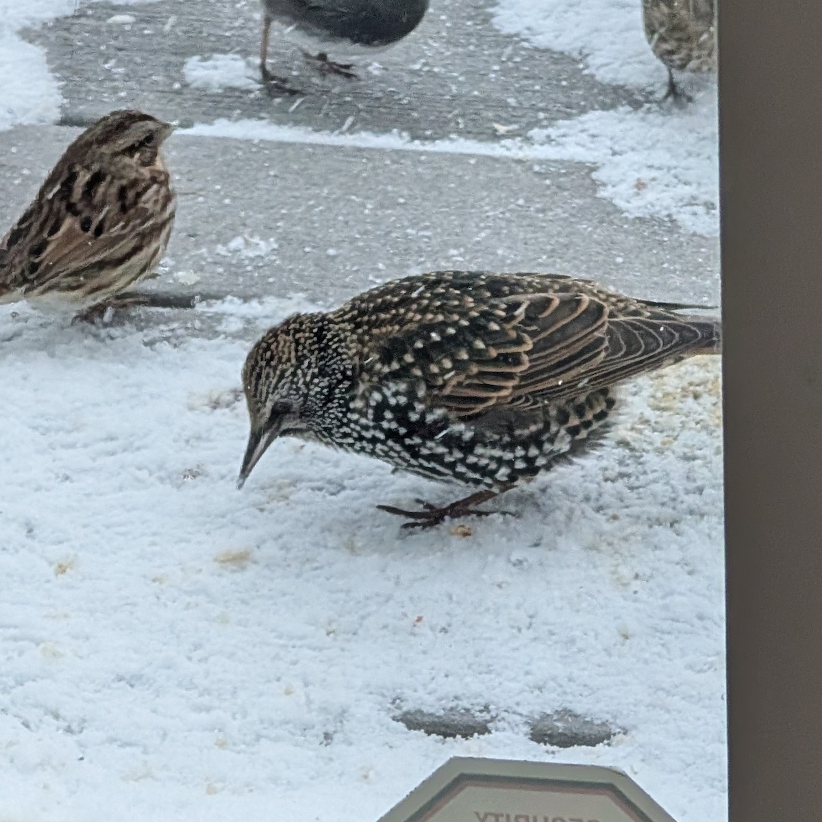 זרזיר מצוי - ML647112206