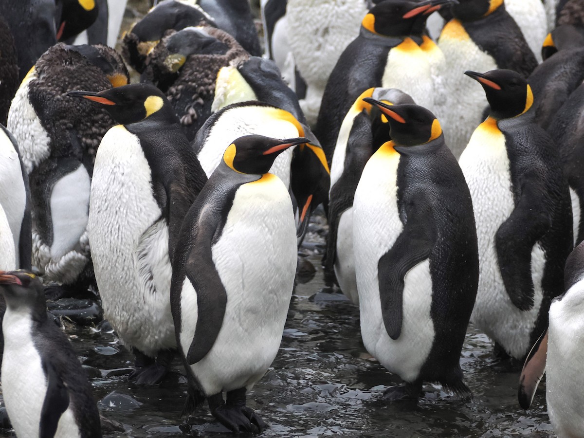 King Penguin - ML647112207