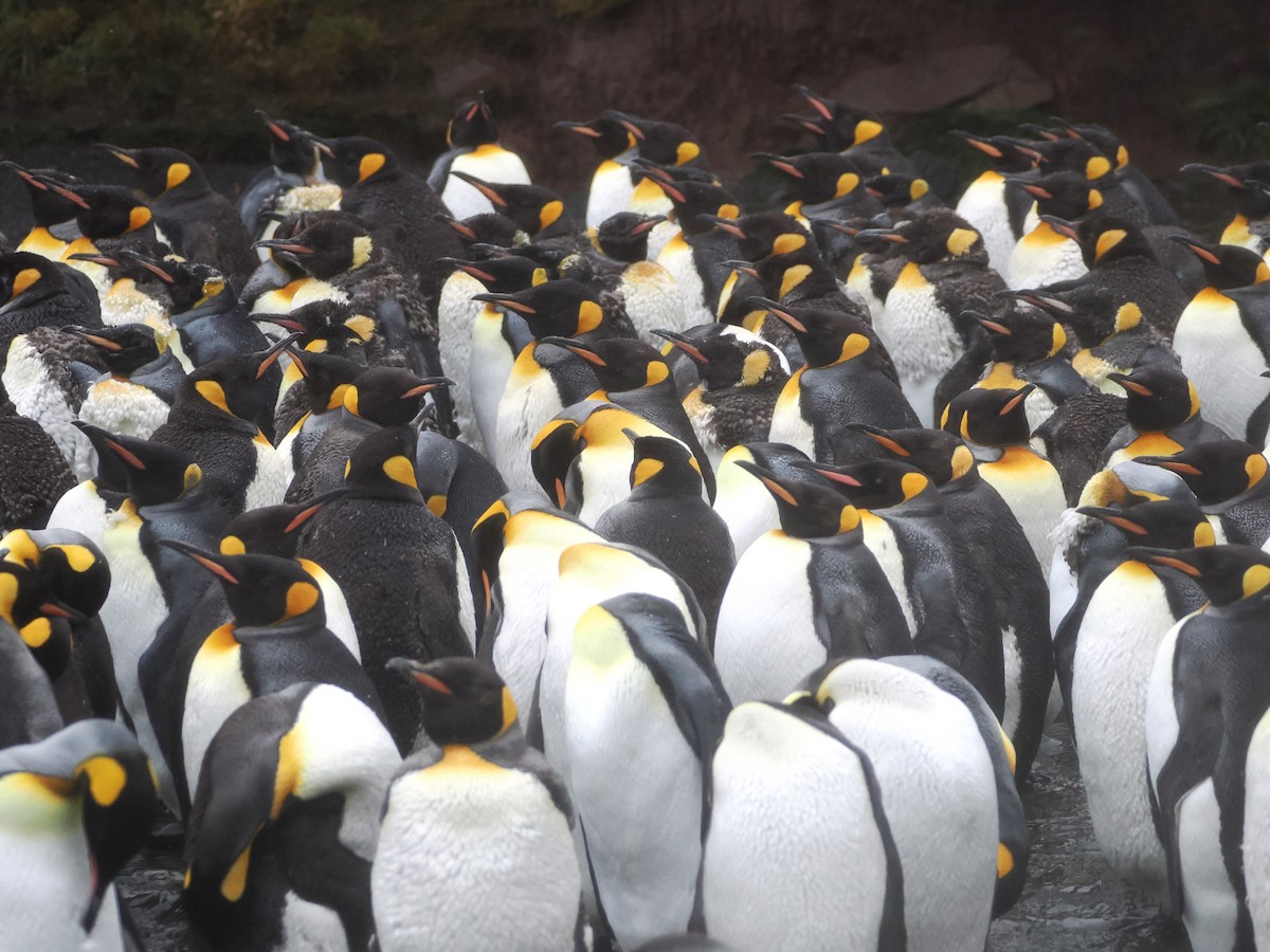 King Penguin - ML647112208