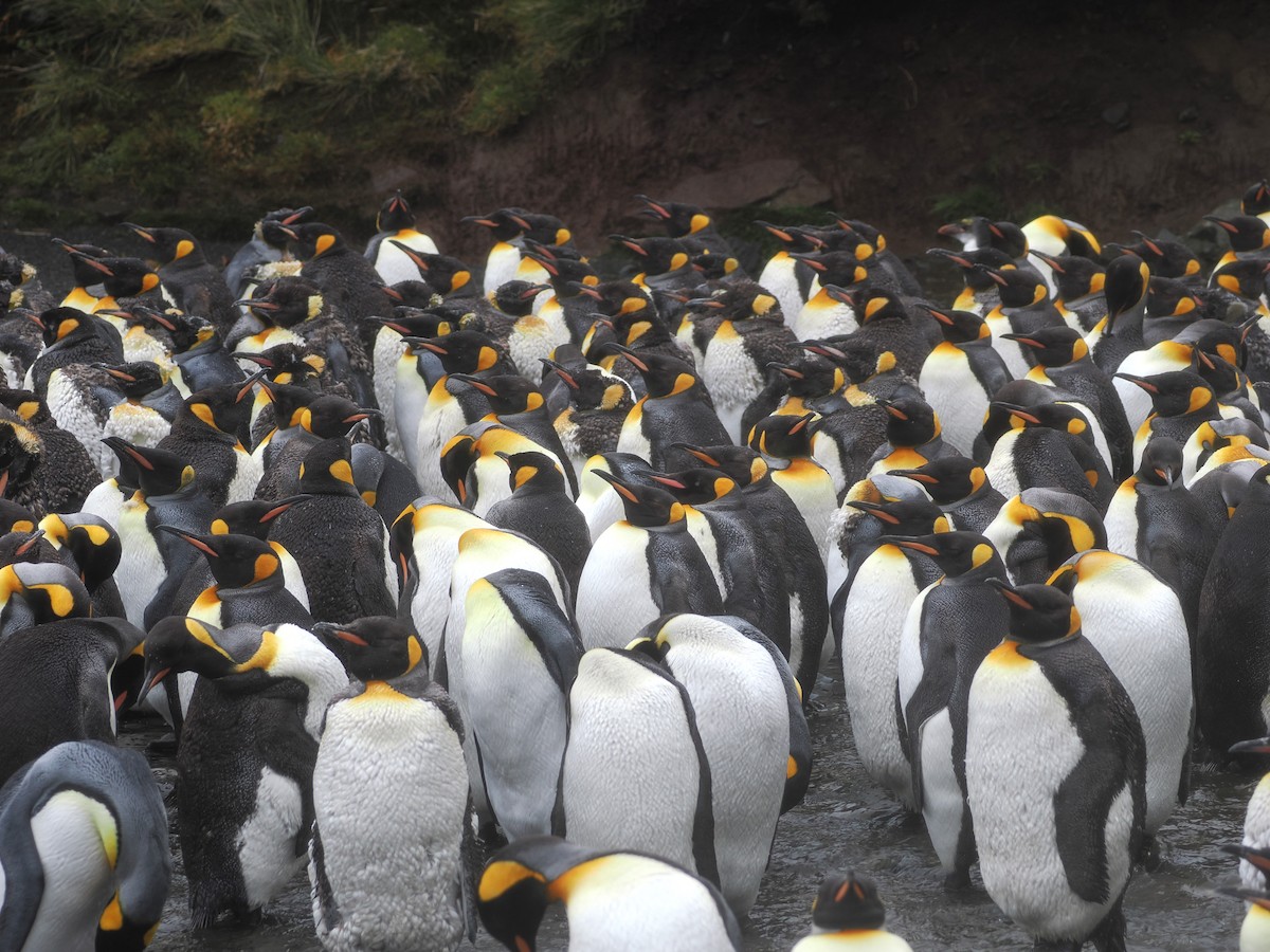 King Penguin - ML647112210