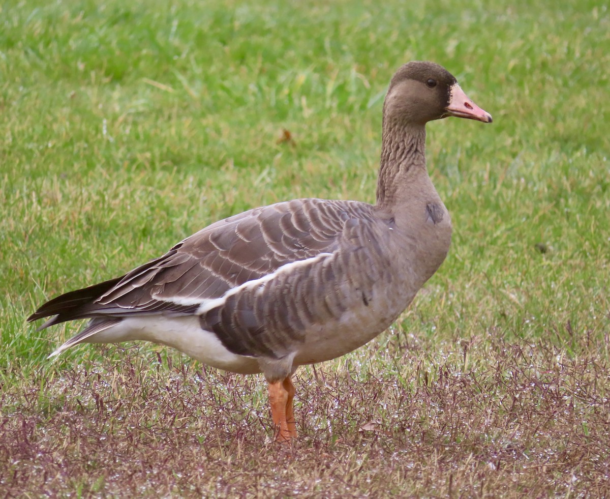 אווז לבן-מצח - ML647112212