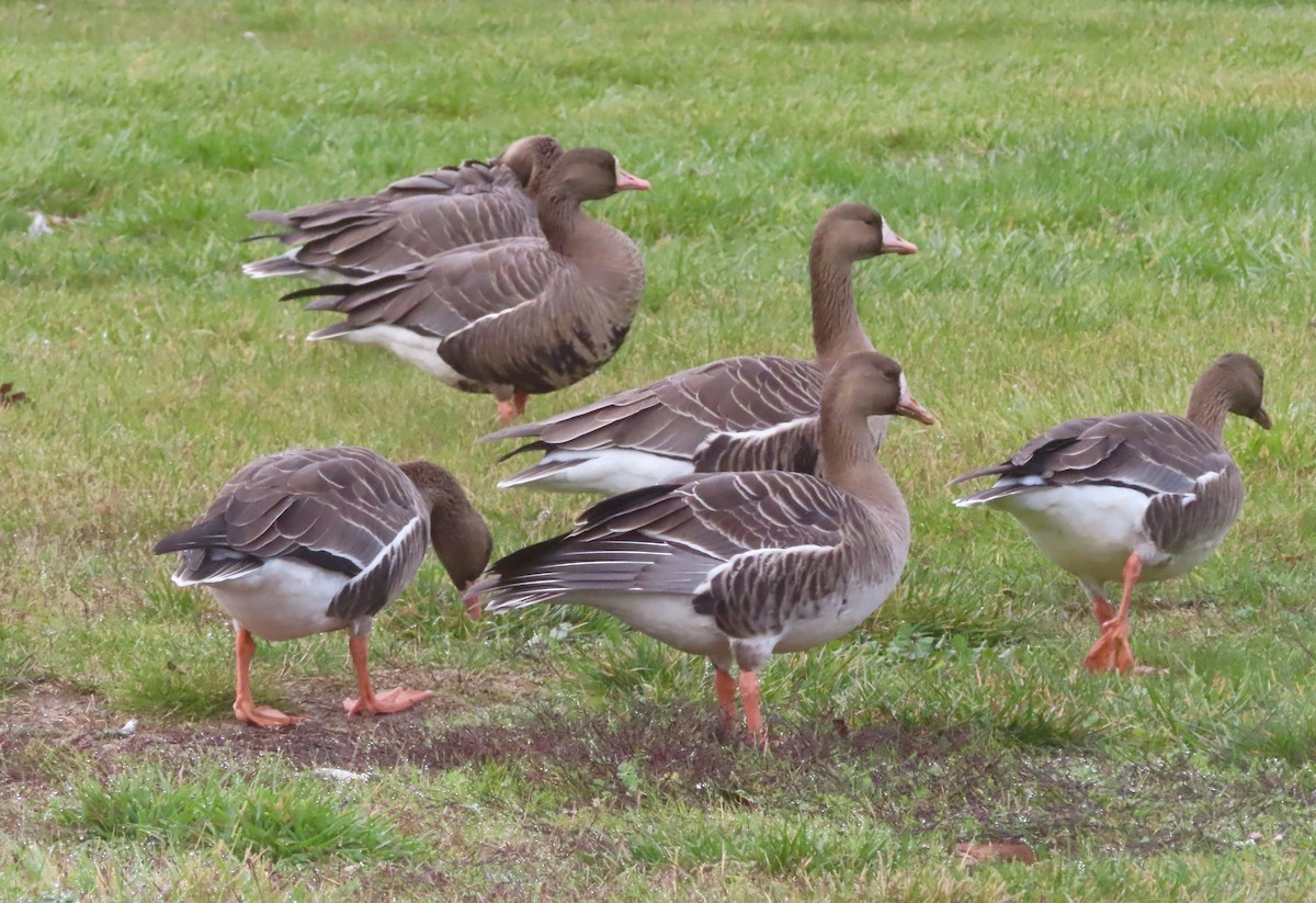 אווז לבן-מצח - ML647112213