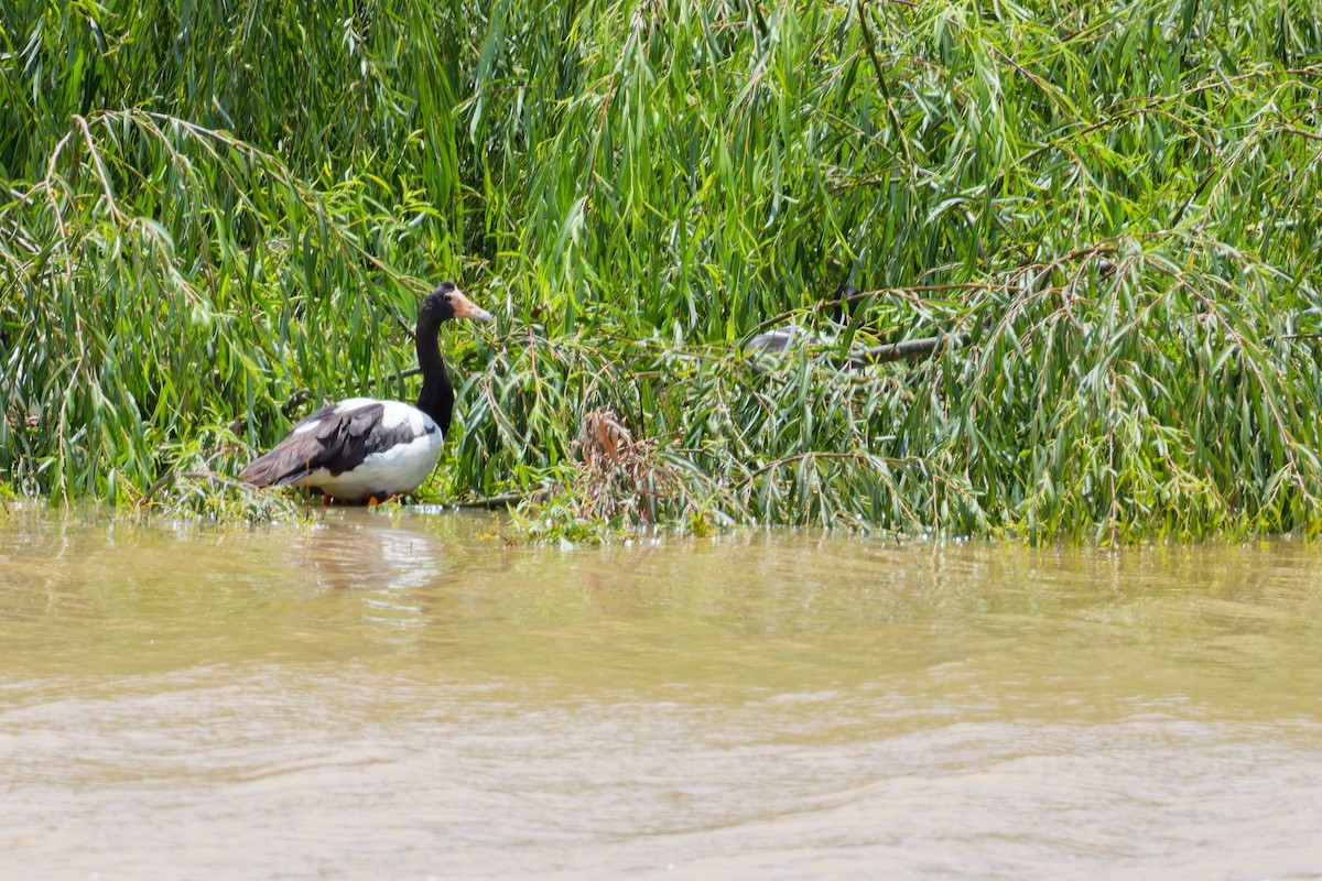 Magpie Goose - ML647112215