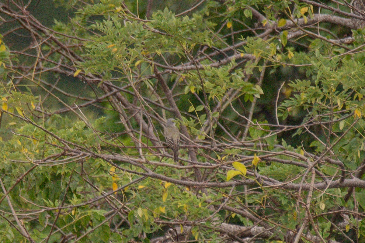 Tropical Kingbird - ML647112216