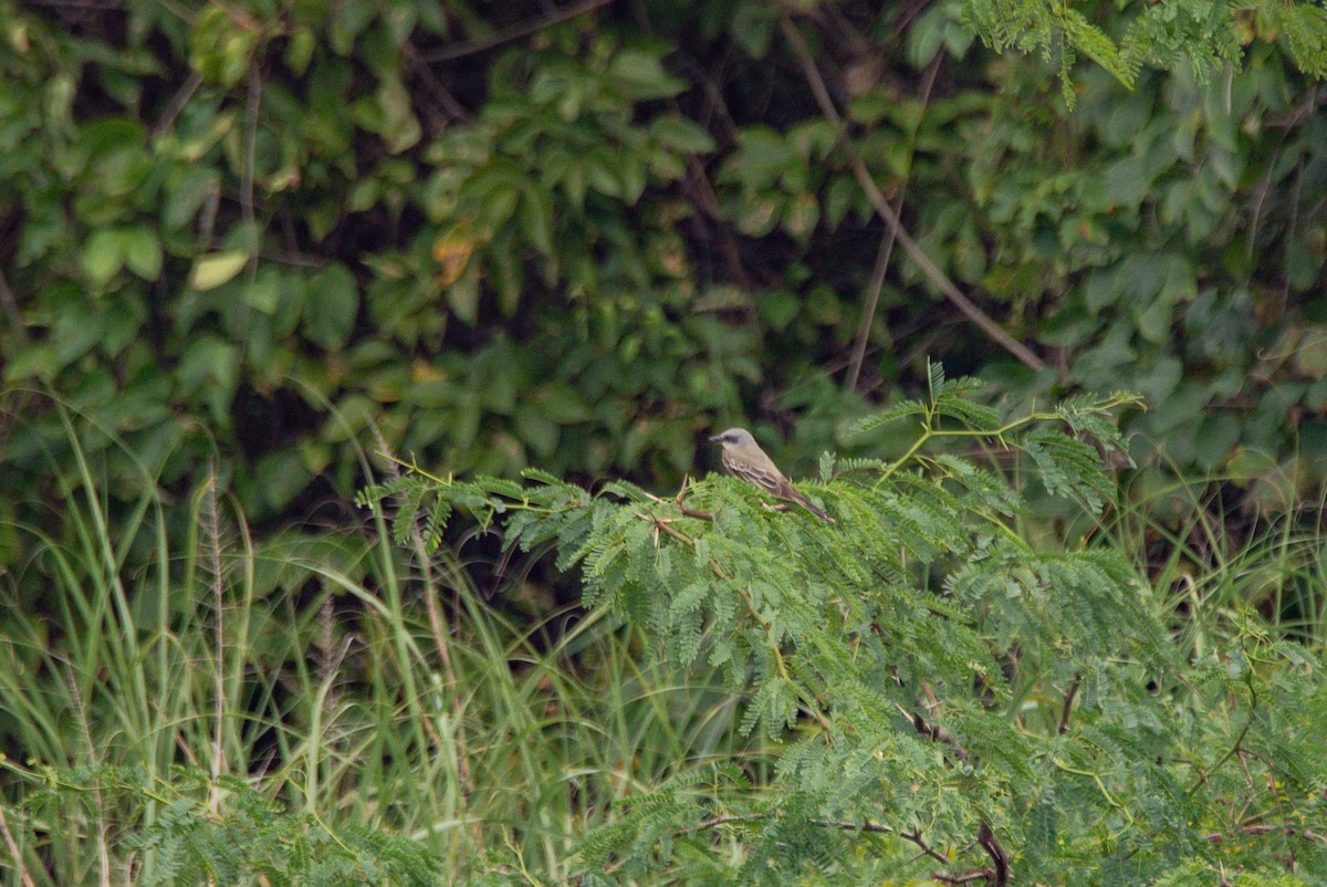 Tropical Kingbird - ML647112217