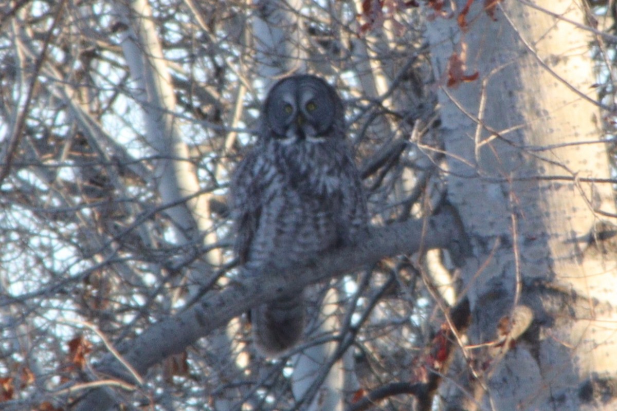 Great Gray Owl (American) - ML647112219