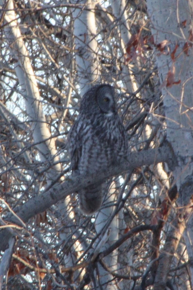 Great Gray Owl (American) - ML647112220