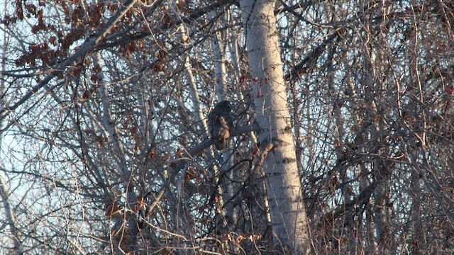 Бородатая неясыть (nebulosa) - ML647112221