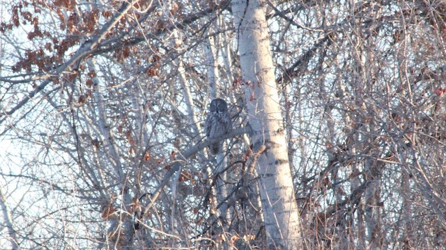 Бородатая неясыть (nebulosa) - ML647112222
