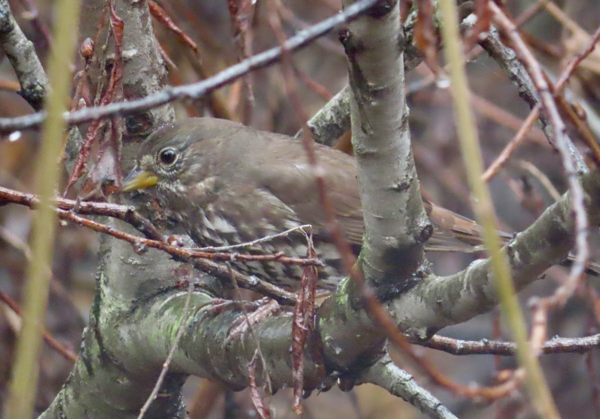 גיבתונית חומת-זנב - ML647112225