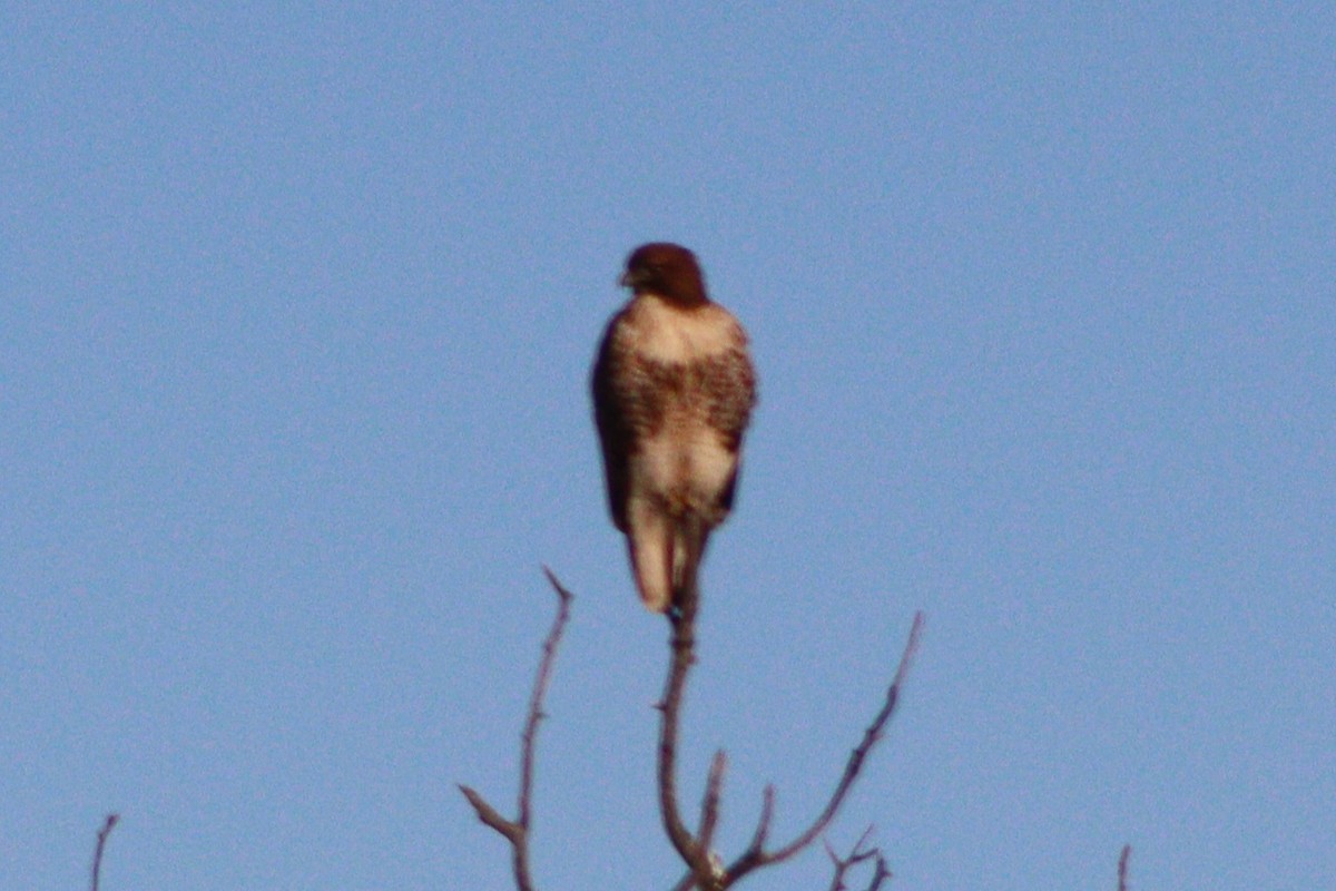 Red-tailed Hawk (calurus/alascensis) - ML647112226