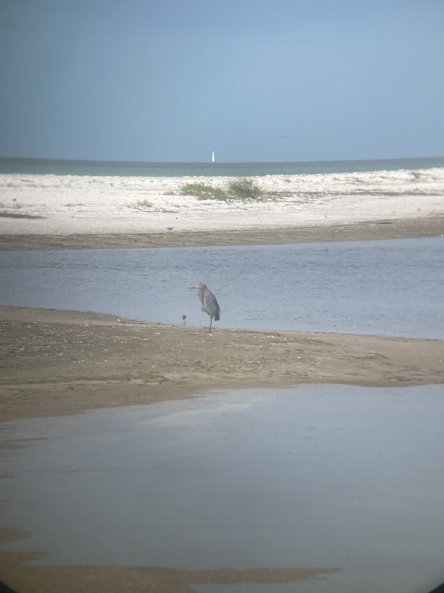 Reddish Egret - ML647112227