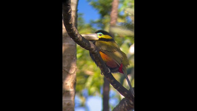 Желтоухий туканчик - ML647112228