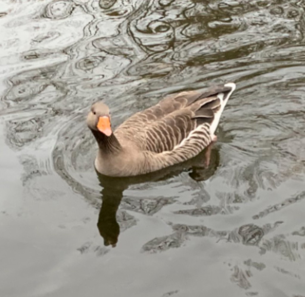 אווז אפור - ML647112231