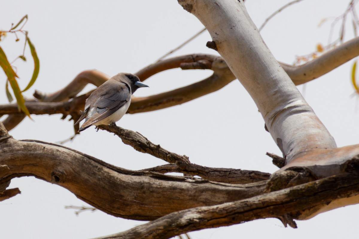 White-breasted Woodswallow - ML647112235