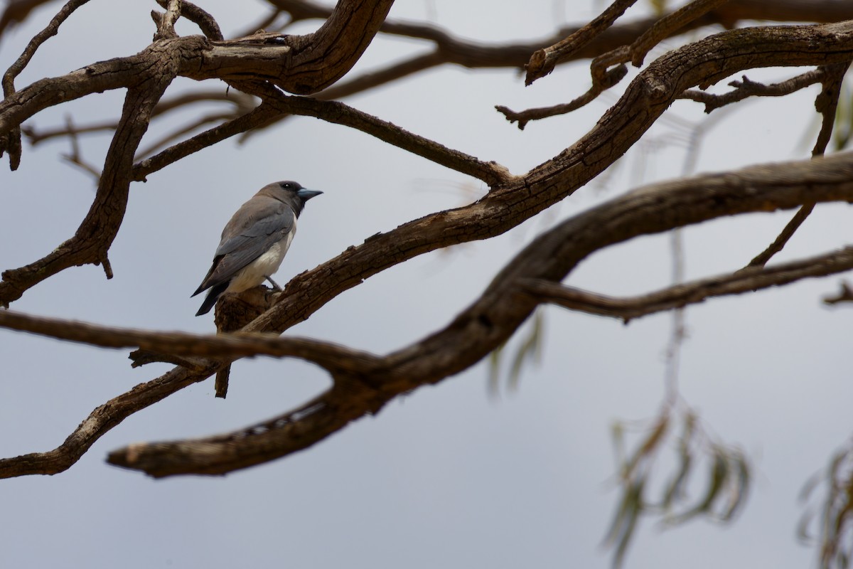 White-breasted Woodswallow - ML647112236