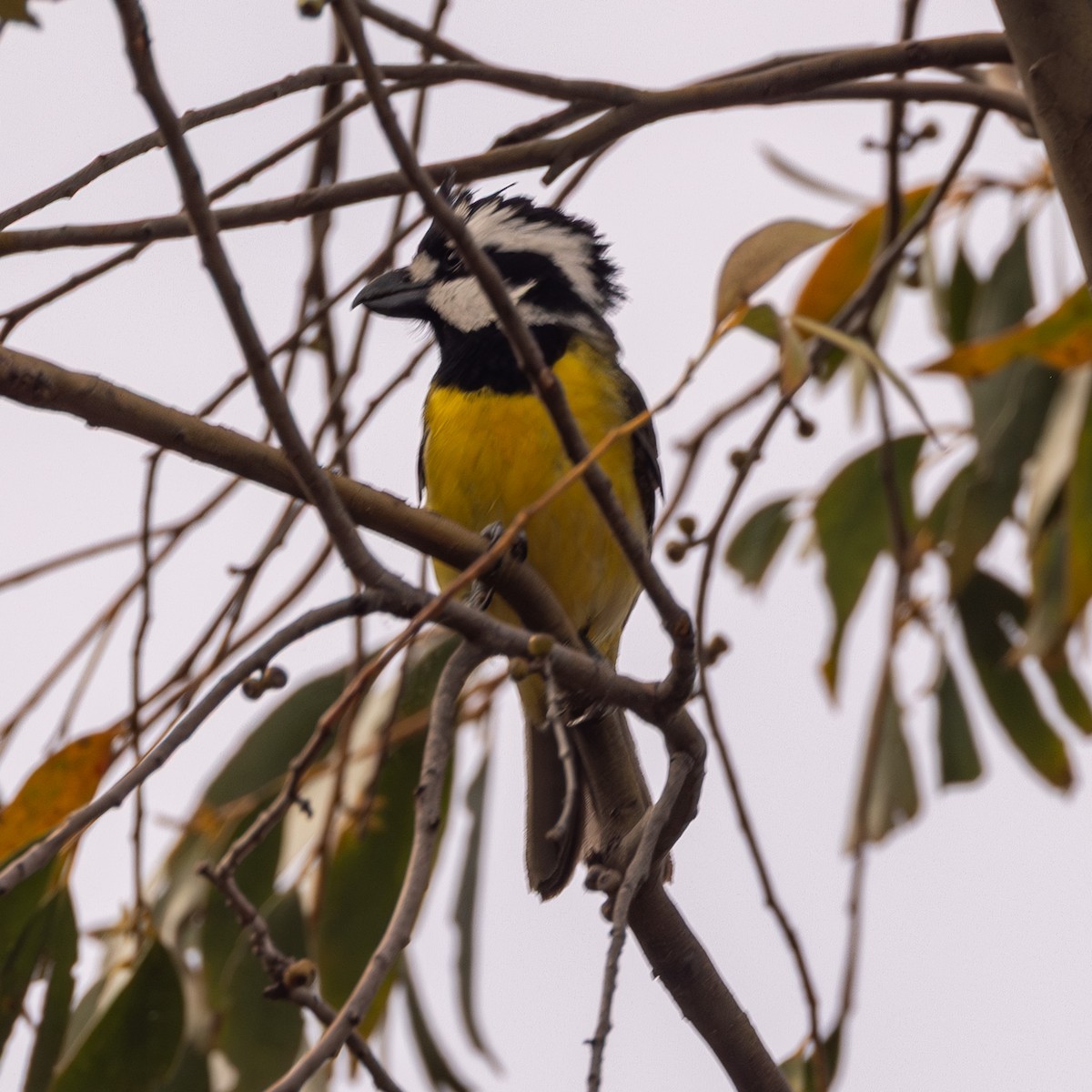 Eastern Shrike-tit - ML647112238