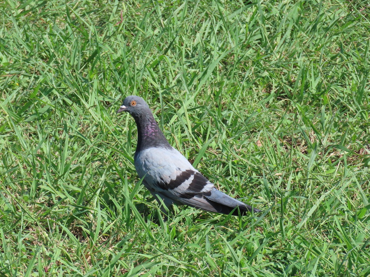 Rock Pigeon (Feral Pigeon) - ML647112241